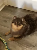 Chip, a male Pomeranian for sale in Lancaster, CA – Photo 1 of 4