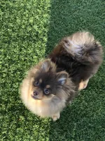Chip, a male Pomeranian for sale in Lancaster, CA – Photo 3 of 4