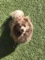 Sonja, a female Pomeranian for sale in Lancaster, CA – Photo 2 of 5