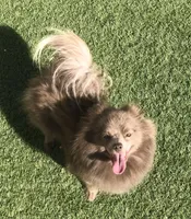 Sonja, a female Pomeranian for sale in Lancaster, CA – Photo 5 of 5