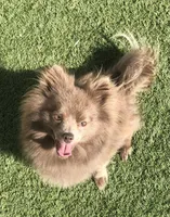 Sonja, a female Pomeranian for sale in Lancaster, CA – Photo 1 of 5