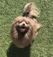 Sonja, a female Pomeranian for sale in Lancaster, CA – Photo 3 of 5