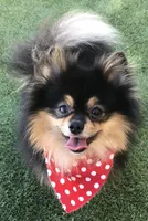 AKC Pomeranian , a male Pomeranian for sale in Lancaster, CA – 3 of 7