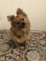 AKC Pomeranian , a male Pomeranian for sale in Lancaster, CA – 2 of 5