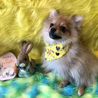 AKC male, a male Pomeranian for sale in Lancaster, CA – Photo 2 of 2