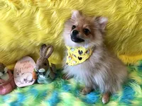 AKC male, a male Pomeranian for sale in Lancaster, CA – Photo 2 of 2