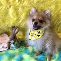 AKC male, a male Pomeranian for sale in Lancaster, CA – Photo 1 of 2