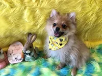 AKC male, a male Pomeranian for sale in Lancaster, CA – Photo 1 of 2