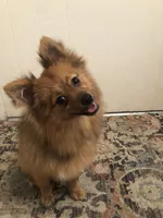 AKC Pomeranian , a male Pomeranian for sale in Lancaster, CA – 3 of 5
