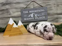 AKC Rocky’s, a female Great Dane for sale in Spring Hill, FL – Photo 2 of 4