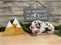 AKC Rocky’s, a female Great Dane for sale in Spring Hill, FL – Photo 1 of 4