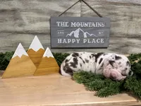 AKC Rocky’s, a female Great Dane for sale in Spring Hill, FL – Photo 3 of 4