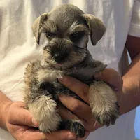 Mochi, a male Miniature Schnauzer for sale in Rancho Cucamonga, CA – 1 of 1