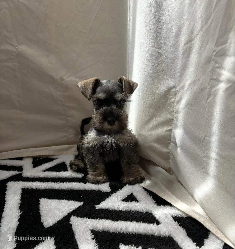 Bella – Miniature Schnauzer puppy for sale in Rancho Cucamonga, CA
