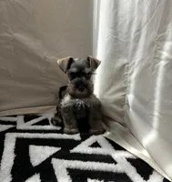 Bella, a female Miniature Schnauzer for sale in Rancho Cucamonga, CA – 1 of 1