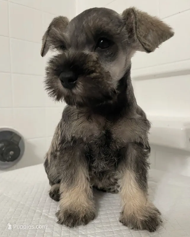 Peaches – Miniature Schnauzer puppy for sale in Rancho Cucamonga, CA