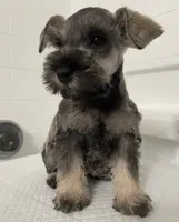 Peaches, a female Miniature Schnauzer for sale in Rancho Cucamonga, CA – 1 of 1