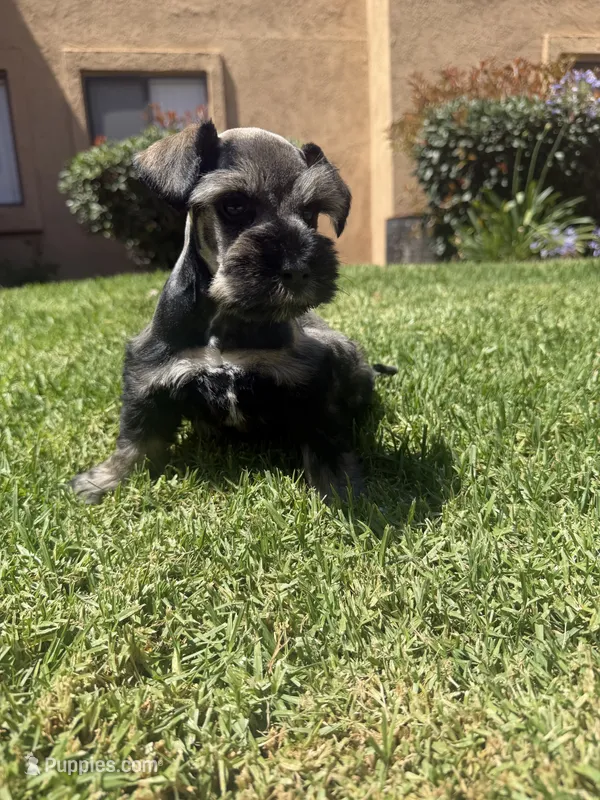 Bandit – Miniature Schnauzer puppy for sale in Rancho Cucamonga, CA