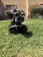 Bandit, a male Miniature Schnauzer for sale in Rancho Cucamonga, CA – 1 of 1