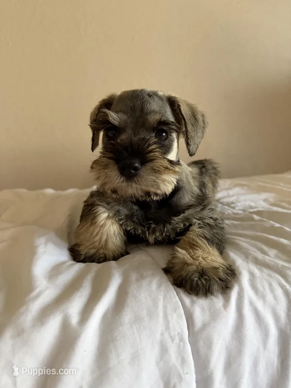Leo – Miniature Schnauzer puppy for sale in Rancho Cucamonga, CA
