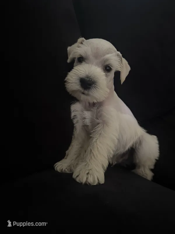 Dino – Miniature Schnauzer puppy for sale in Rancho Cucamonga, CA