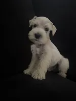 Dino, a male Miniature Schnauzer for sale in Rancho Cucamonga, CA – 1 of 1