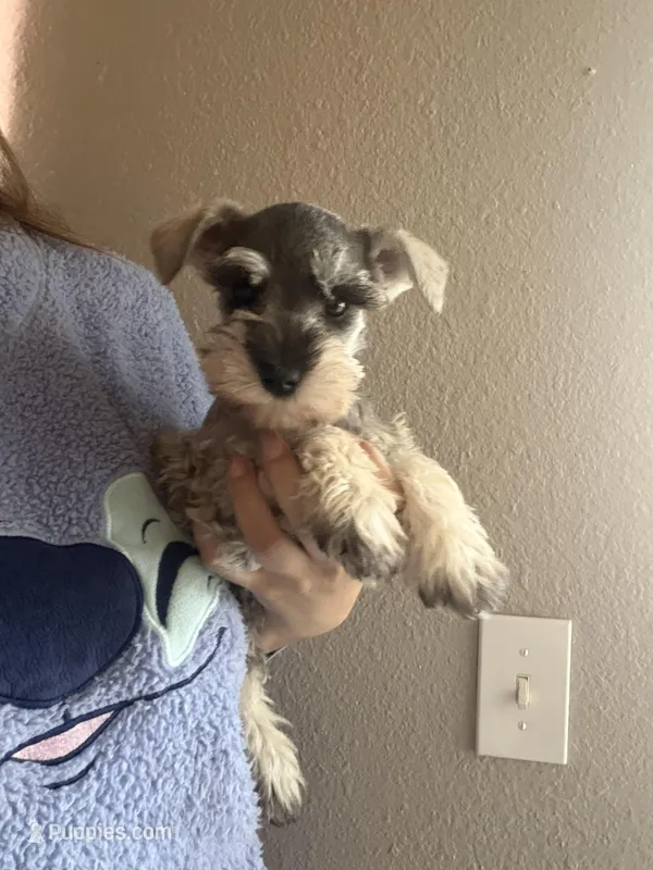 Steffie – Miniature Schnauzer puppy for sale in Rancho Cucamonga, CA