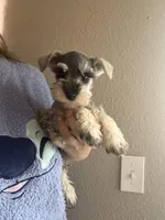 Steffie, a female Miniature Schnauzer for sale in Rancho Cucamonga, CA – 1 of 1