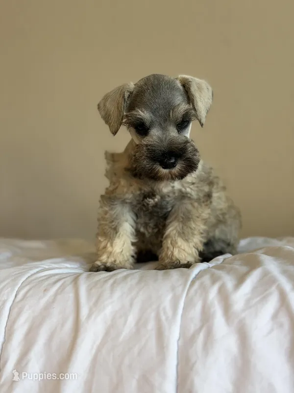 Pepe – Miniature Schnauzer puppy for sale in Rancho Cucamonga, CA