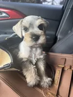 Ted, a male Miniature Schnauzer for sale in Rancho Cucamonga, CA – Photo 2 of 2