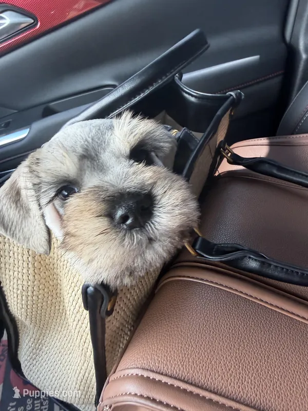 Ted – Miniature Schnauzer puppy for sale in Rancho Cucamonga, CA