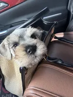 Ted, a male Miniature Schnauzer for sale in Rancho Cucamonga, CA – Photo 1 of 2
