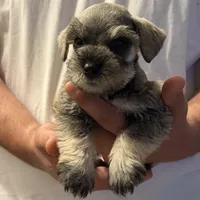 Penny , a female Miniature Schnauzer for sale in Rancho Cucamonga, CA – 1 of 1