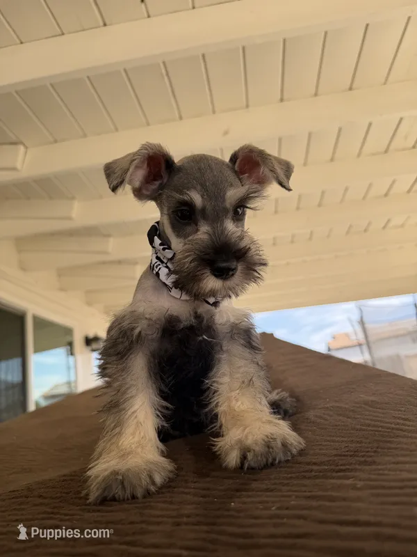 Jacks – Miniature Schnauzer puppy for sale in Rancho Cucamonga, CA