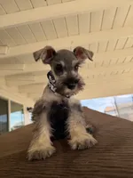 Jacks, a male Miniature Schnauzer for sale in Rancho Cucamonga, CA – 1 of 1