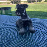 Toby, a male Miniature Schnauzer for sale in Rancho Cucamonga, CA – 1 of 1