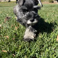 Daisy, a female Miniature Schnauzer for sale in Rancho Cucamonga, CA – 1 of 1