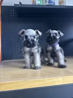 Twins, a female Miniature Schnauzer for sale in Rancho Cucamonga, CA – Photo 1 of 2