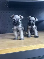 Twins, a female Miniature Schnauzer for sale in Rancho Cucamonga, CA – Photo 2 of 2