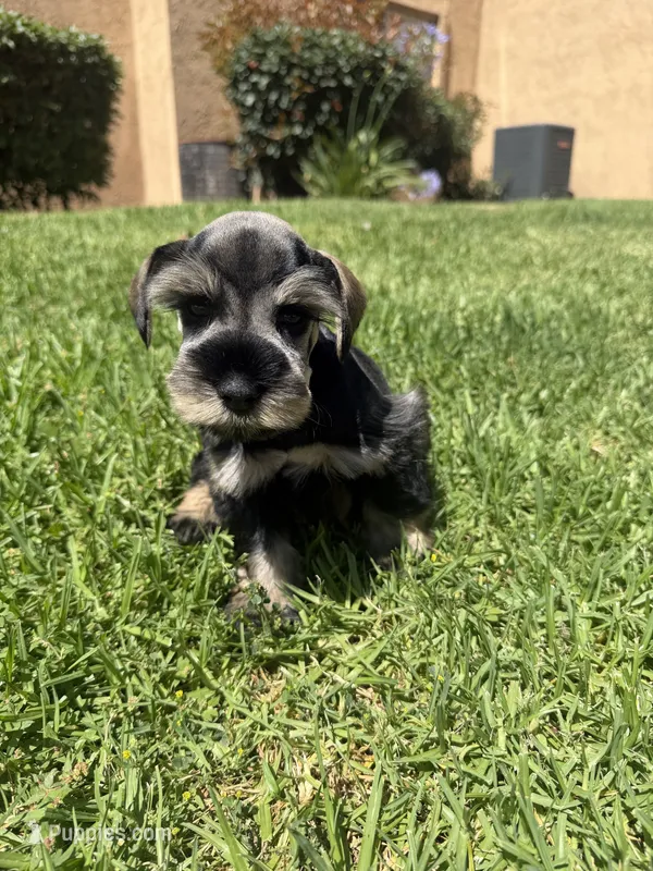 Ranger  – Miniature Schnauzer puppy for sale in Rancho Cucamonga, CA