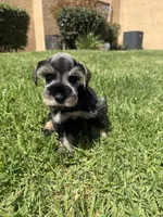 Ranger , a male Miniature Schnauzer for sale in Rancho Cucamonga, CA – 1 of 1