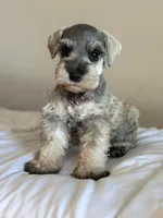 Belle , a female Miniature Schnauzer for sale in Rancho Cucamonga, CA – 1 of 1