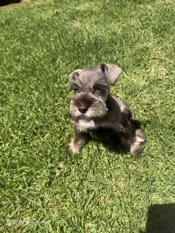 Moose – Miniature Schnauzer puppy for sale in Rancho Cucamonga, CA