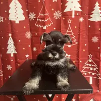 Mila, a female Miniature Schnauzer for sale in Rancho Cucamonga, CA – 1 of 1
