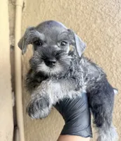 Toad, a male Miniature Schnauzer for sale in Rancho Cucamonga, CA – 1 of 1