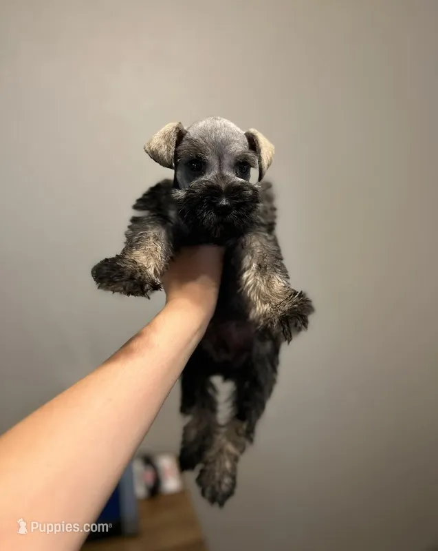 Princess – Miniature Schnauzer puppy for sale in Rancho Cucamonga, CA