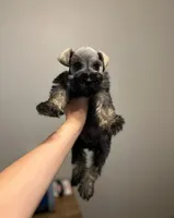 Princess, a female Miniature Schnauzer for sale in Rancho Cucamonga, CA – 1 of 1