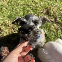 Timmy, a male Miniature Schnauzer for sale in Rancho Cucamonga, CA – 1 of 1