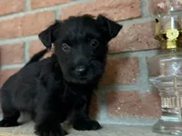 Remi, a female Scottish Terrier for sale in Osborne, KS – 2 of 8