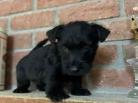 Remi, a female Scottish Terrier for sale in Osborne, KS – 3 of 8